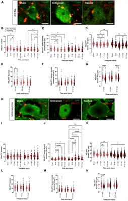 Changes in synaptic inputs to dI3 INs and MNs after complete transection in adult mice